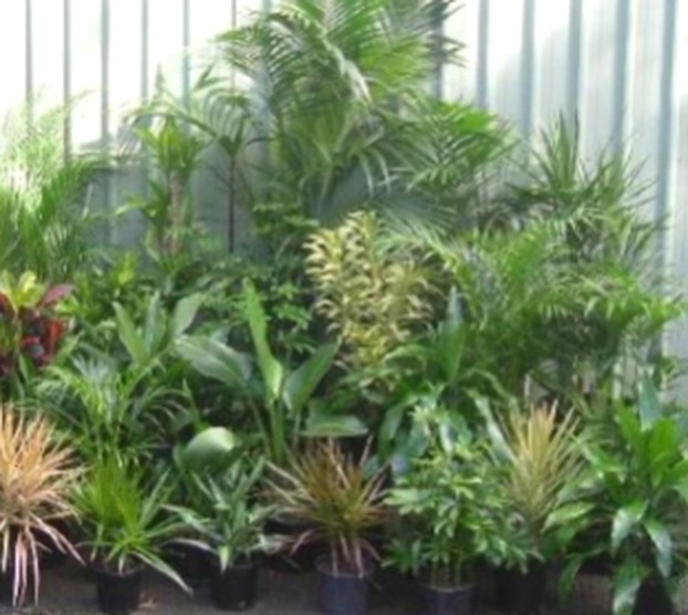 Mixed palms and foliage lined up on the bench at Tweed Coast Nurseries