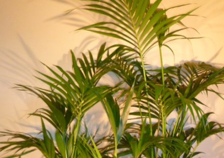 Kentia palm fronds under glasshouse light at Tweed Coast Nurseries